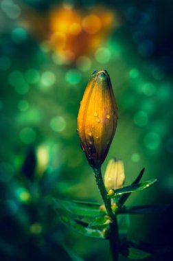 orange lilies