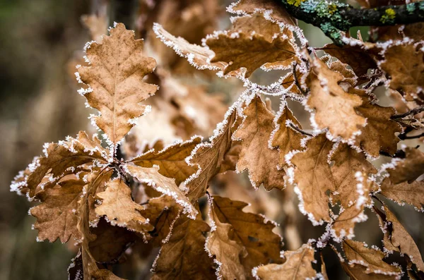 カシの葉 — ストック写真