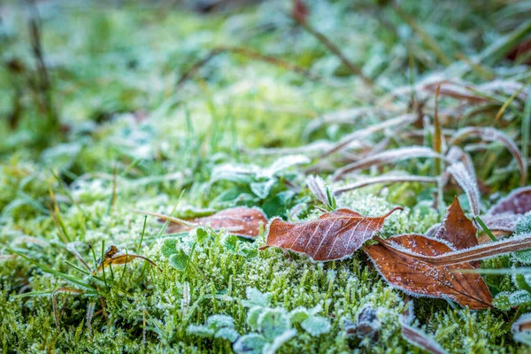 Folhas e plantas congeladas — Fotografia de Stock