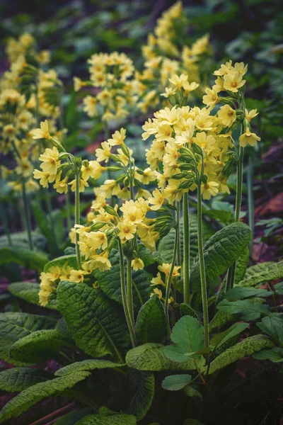 Ανθισμένα primula veris σε ορεινό λιβάδι — Φωτογραφία Αρχείου