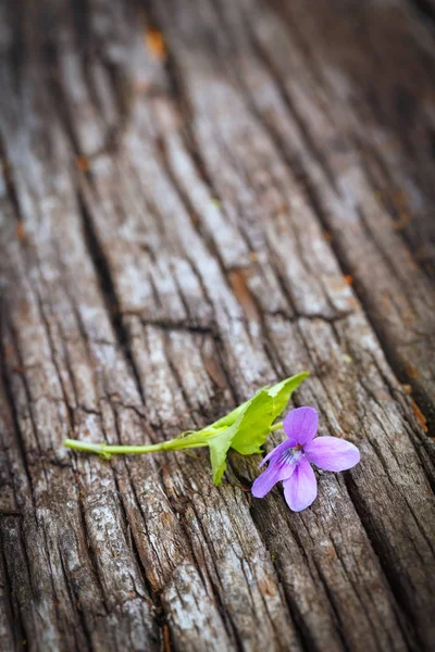 Flor violeta fresca —  Fotos de Stock