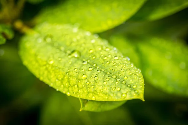 Vízcseppek zöld leveleken — Stock Fotó