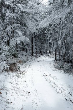 frostbitten limbs and trees