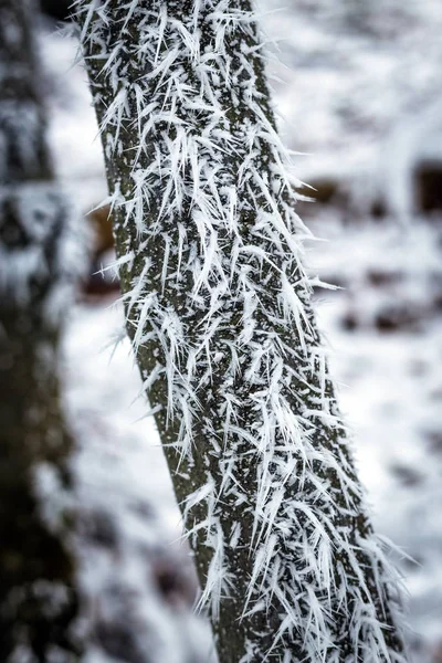 Membros congelados e árvores — Fotografia de Stock