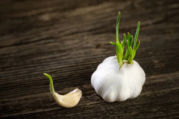 Sarımsak germinated