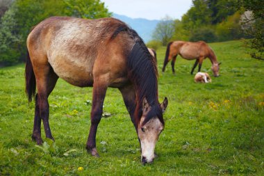 grazing horses on a green mountain meadows