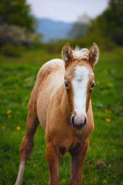 cute brown foal in a green meadow