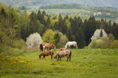 grazing horses on a green mountain meadows