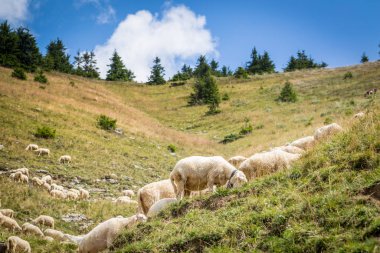 koyun sürüsü Dağı mera üzerinde