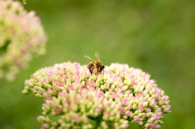 Arı çiçekten çiçeğe uçar ve tozlaşır.