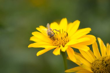 Arı çiçekten çiçeğe uçar ve tozlaşır.