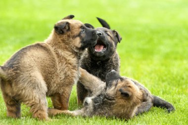 Neşeli köpek yavrusu.