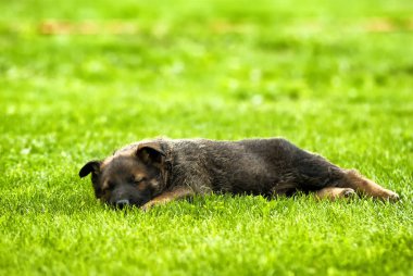 Uyuyan yavru köpek