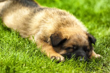 Uyuyan yavru köpek