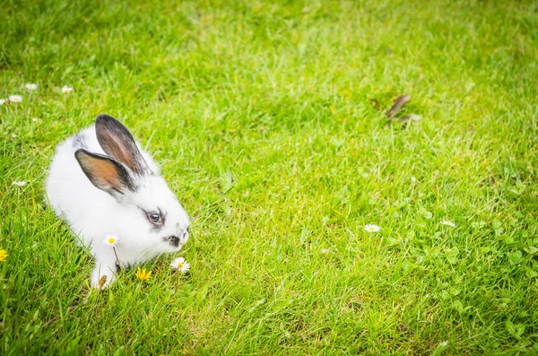 White domestic rabbit on a green meadow — Stok fotoğraf