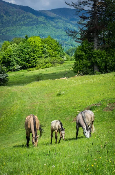 Лошади — стоковое фото