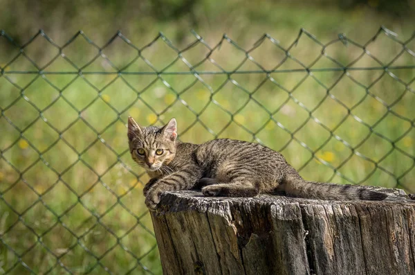 Маленький смешной котенок — стоковое фото