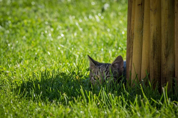Lilla roliga kattunge — Stockfoto