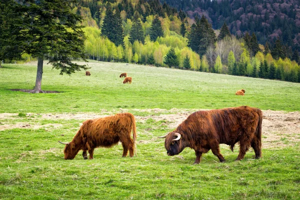 Бык и коровы на пастбище — стоковое фото