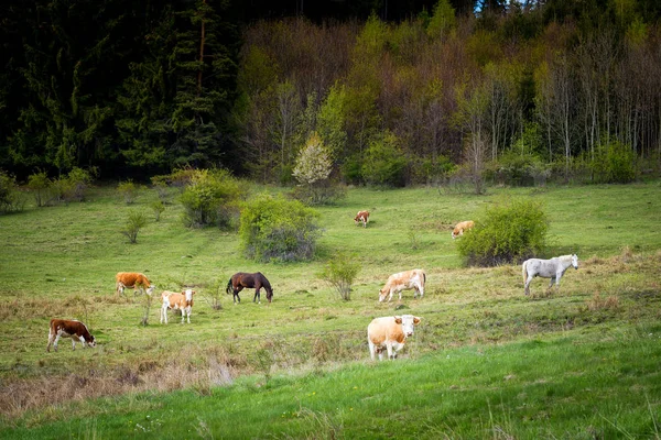 Коровы и лошади на пастбищах — стоковое фото