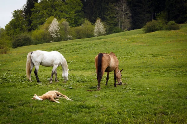 Выпас лошадей на зеленых горных лугах — стоковое фото
