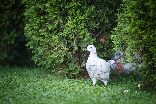 Pombos brancos e cinzentos na grama — Fotografia de Stock
