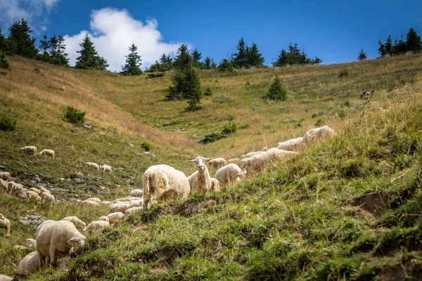Стадо овец на горных пастбищах — стоковое фото