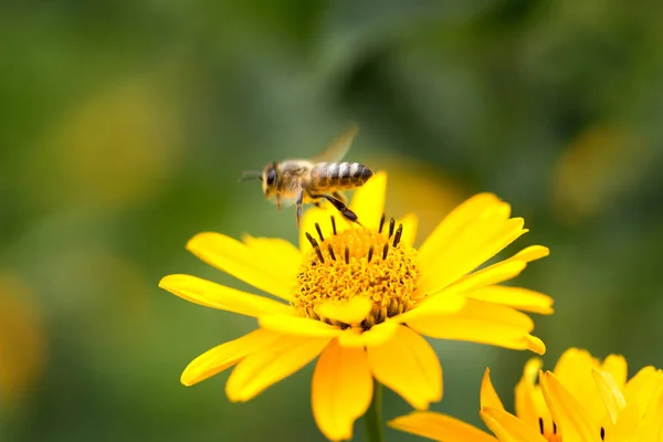 Bee flying from flower to flower and pollinate — Stock Photo, Image