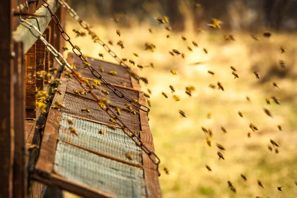 Bee hive — Stock Photo, Image