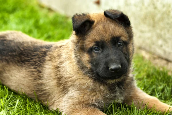 Juguetón perrito —  Fotos de Stock