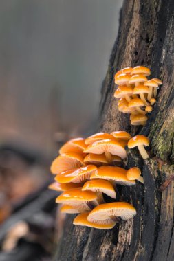 Ağaç gövdelerinde yetişen yenilebilir mantar alevi..
