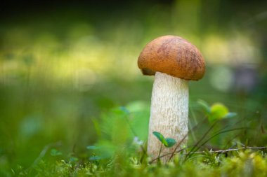 Orta Avrupa ormanlarından yenebilir mantar Leccinum albostipitatum, Slovakya