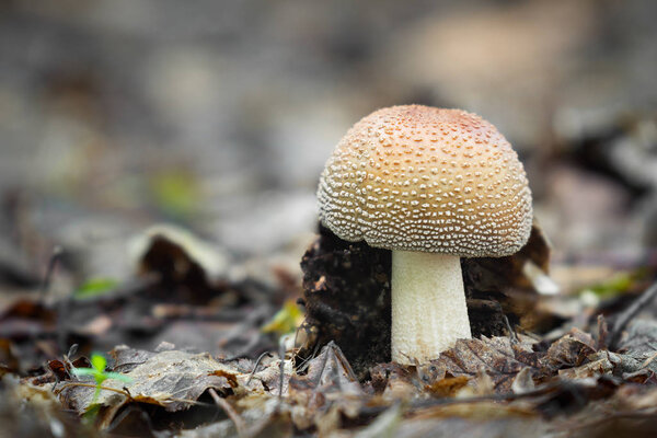 Edible mushrooms of great taste, which grew in Central Europe
