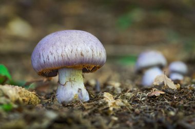 Orta Avrupa, Slovakya 'dan güzel mantar Cortinarius