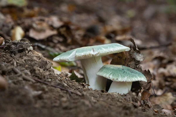 Orta Avrupa 'da yetişen yenilebilir mantarlar.