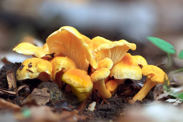 色彩艳丽的可食用蘑菇 是森林的装饰 — 图库照片