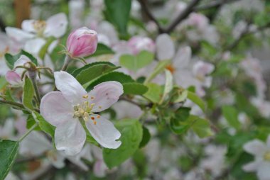 Elma ağacının sabah çiçeği