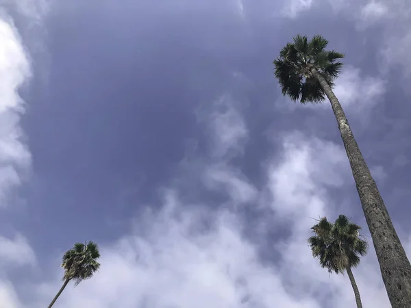 Três palmeiras longas e bonitas da Califórnia contra o céu azul com nuvens, minimalismo . — Fotografia de Stock