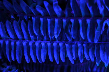 Taze yeşil yapraklardan yapılmış bulanık mavi arkaplan. AD tasarımınız için modern parlak arkaplan.