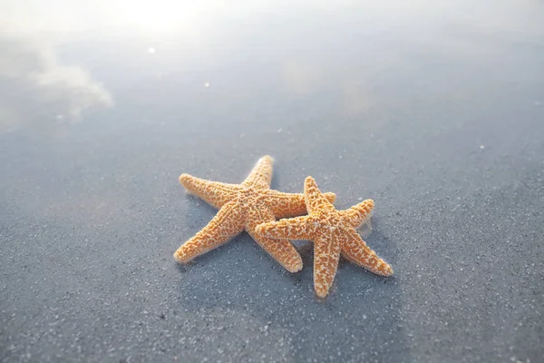 Пара морских звезд на пляже — стоковое фото