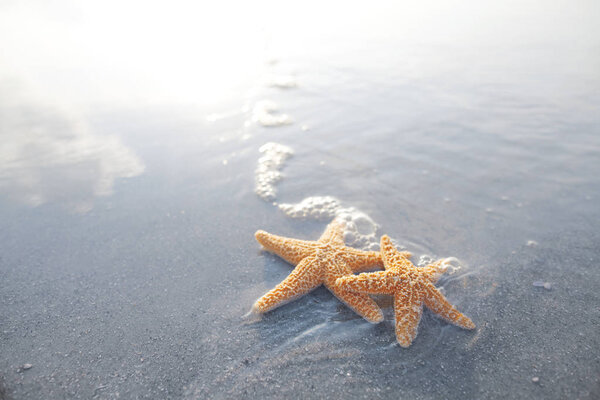 Pair of starfish on the beach