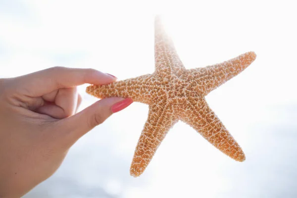 Mujer sosteniendo estrellas de mar en la playa —  Fotos de Stock