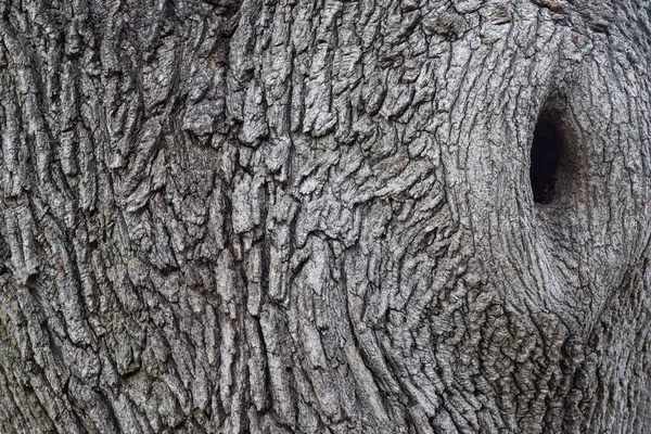Yıpranmış Ağaç Kabuğuna Yakın Çekim — Stok fotoğraf