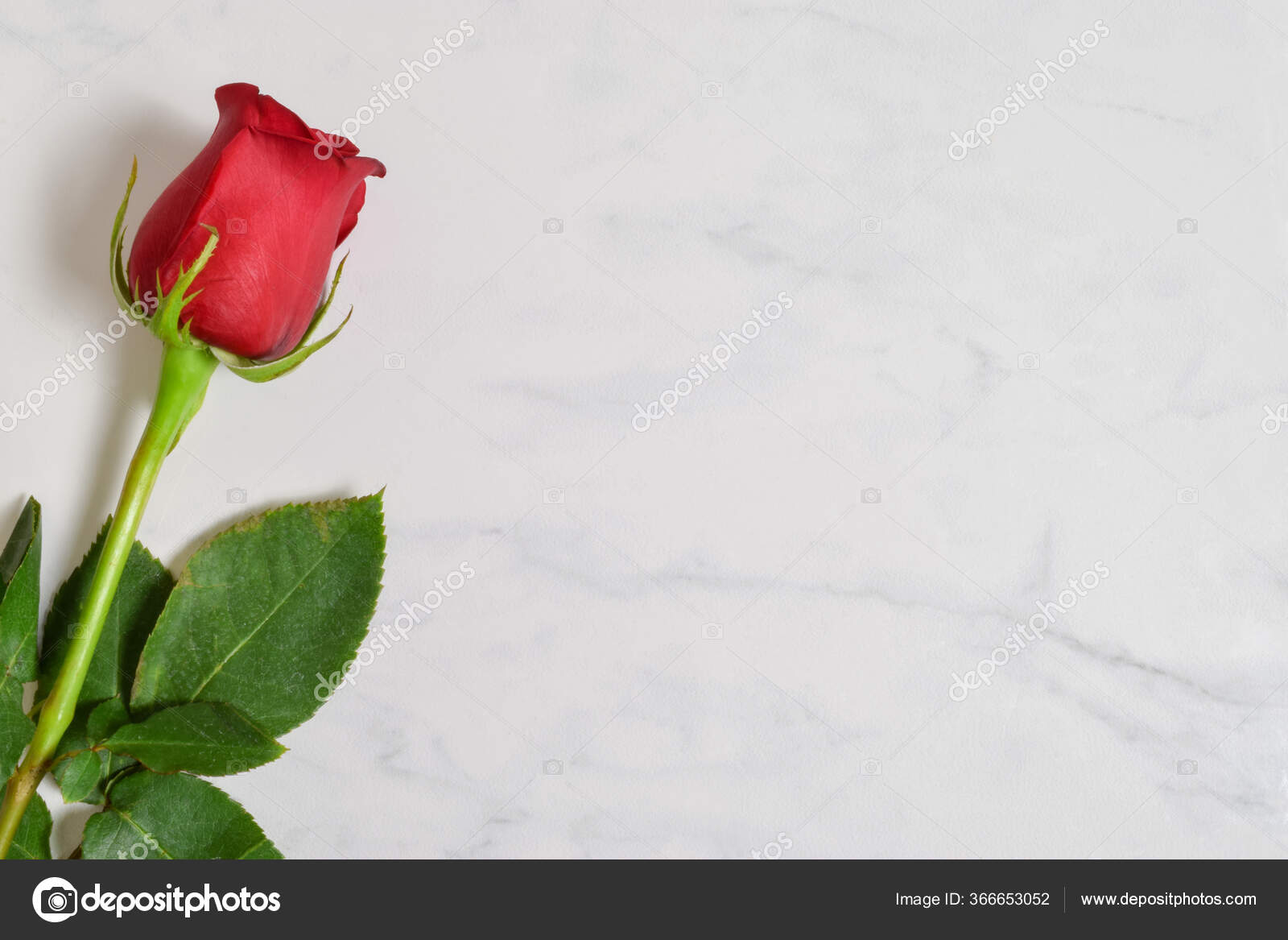 Rose rouge à longue tige images libres de droit, photos de Rose rouge à longue  tige | Depositphotos