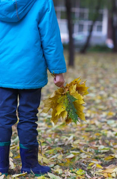 Sarı akçaağaç grup ile altı yaşında çocuk sonbahar parkta bırakır. Portre