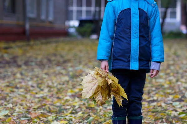 Sarı akçaağaç grup ile altı yaşında çocuk sonbahar parkta bırakır. Portre