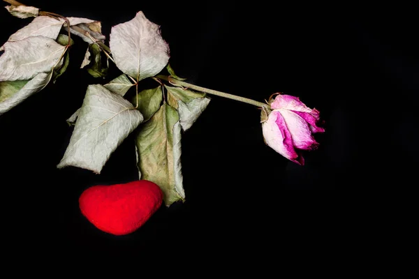 Sušený květ a červené plyšové srdce na černém povrchu. — Stock fotografie