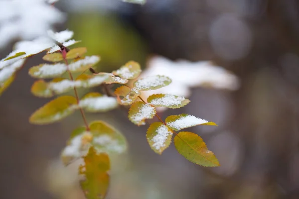 Briar bladeren bedekt door sneeuw. — Stockfoto