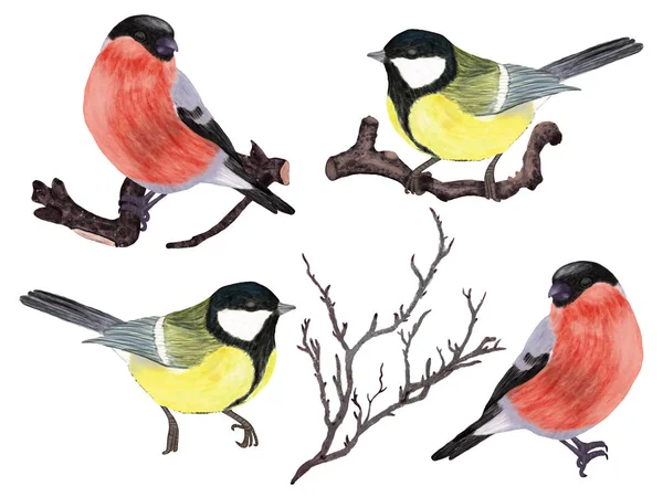 Winter Birds Conjunto Galhos Pardal Desenhado Mão Bullfinch Aves Amarelas — Fotografia de Stock