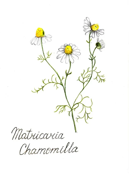 Papatya çayı kalem çizimi, botanik illüstrasyon.